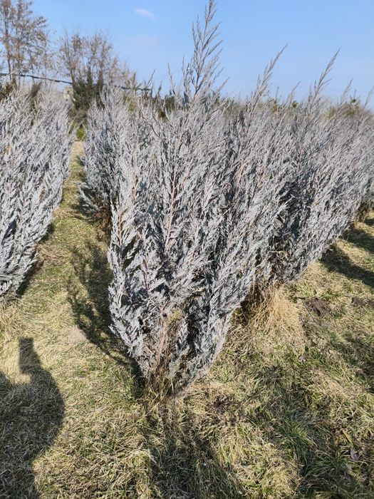 Можжевельник Moonglow голубой