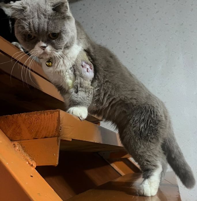 Пропала кошка британец