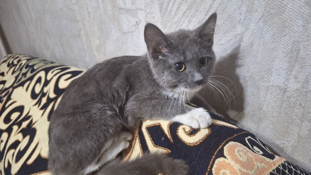Маленький котёнок ищет дом