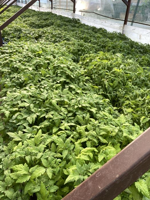 Răsaduri de Legume Profesionale – Soiuri Românești și Hibrizi Productivi