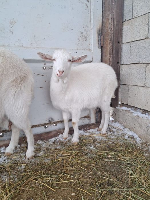 Бір айлық еркек лақтар