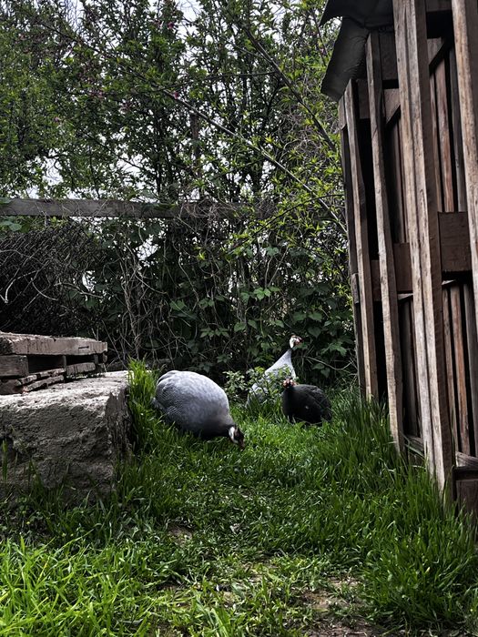 Продается цесарки