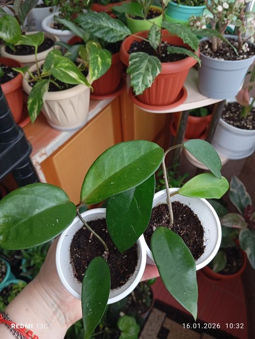 Продам комнатные растения