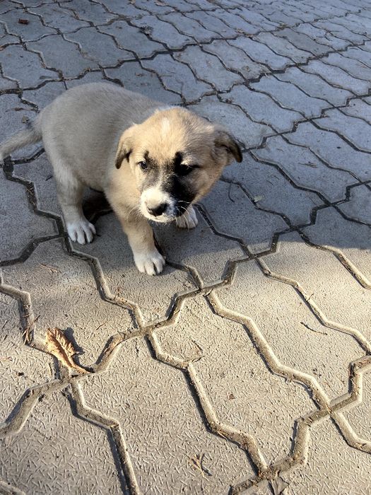 Щенки в хорошие руки