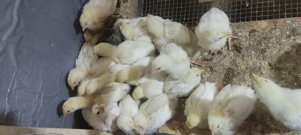 Продам цыплят бройлеров,