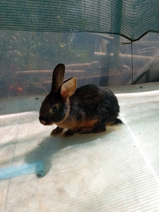 Iepurii rasele Rex și Fluture german amestecat cu belgian