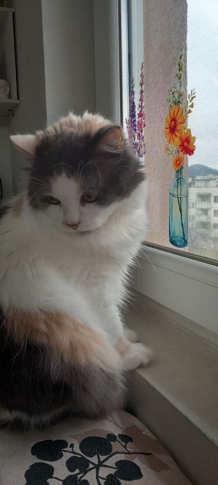 Подарявам тази красавица