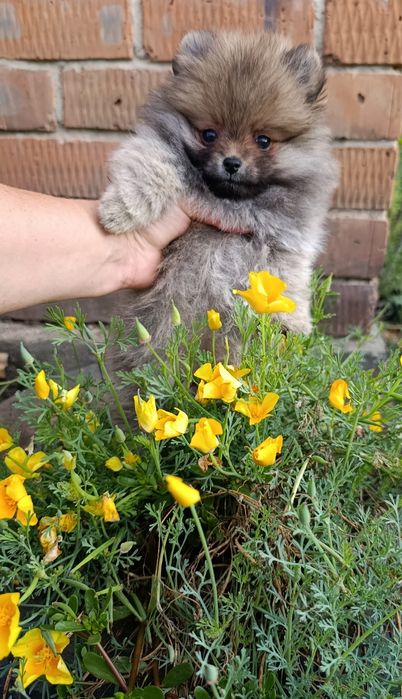 Продам щенка Померанского шпица