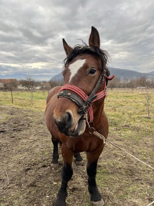 Armasar semigreu romanesc