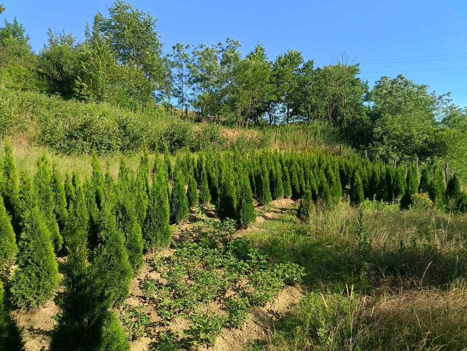 Западна туя  0.60-0.70м. ПРОИЗВОДИТЕЛ