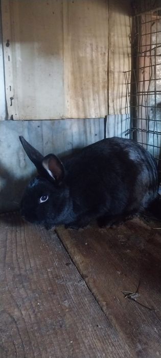 Кролики живьём 5 месяце