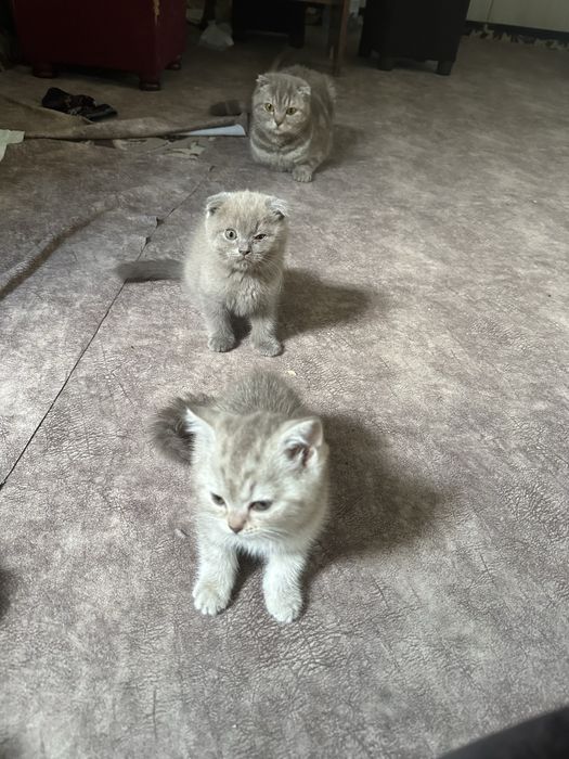 Котята чистокровные