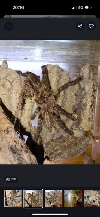 Паук птициед  продаем торг уместен