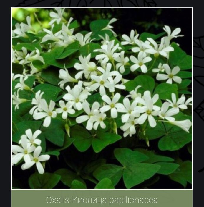 Кислица(оксалис) несколько видов.
