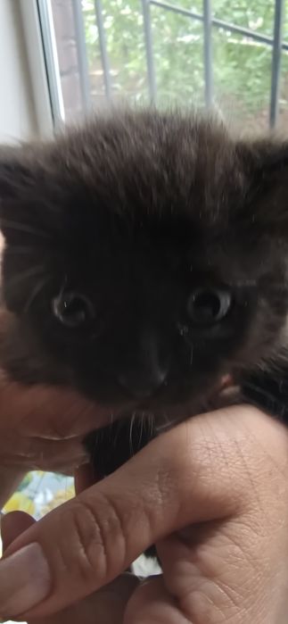 Котята, 5 недель