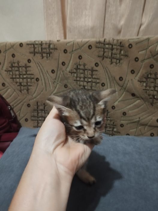 Дарю котят в добрые руки