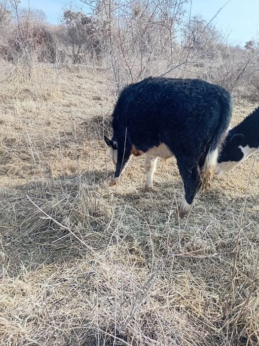 Екі бычок, бұқалар сатылады