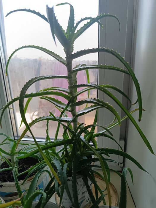 продам алоэ старшие 3 лет