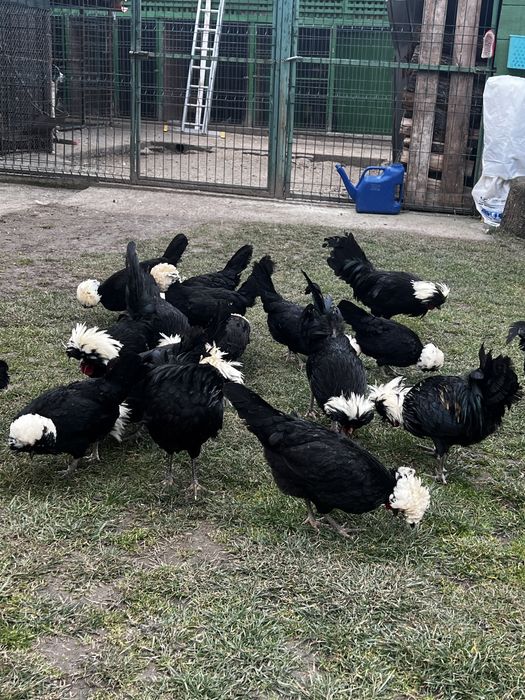 Vând gaini australorp , motate olandeze porumbei de ornament , pauni f