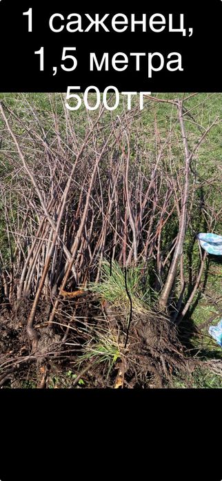 Саженцы Вишни молодые