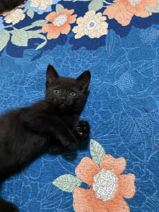 Отдам котят в добрые руки!