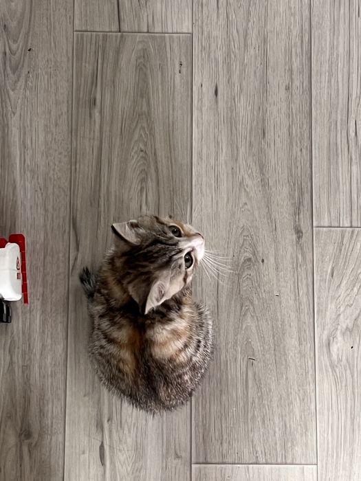 Котенок в добрые руки