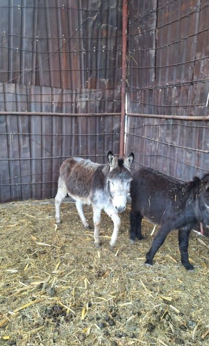 Продам ишака осла