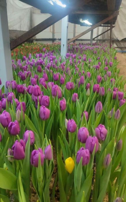 Цветы , букеты , тюльпаны