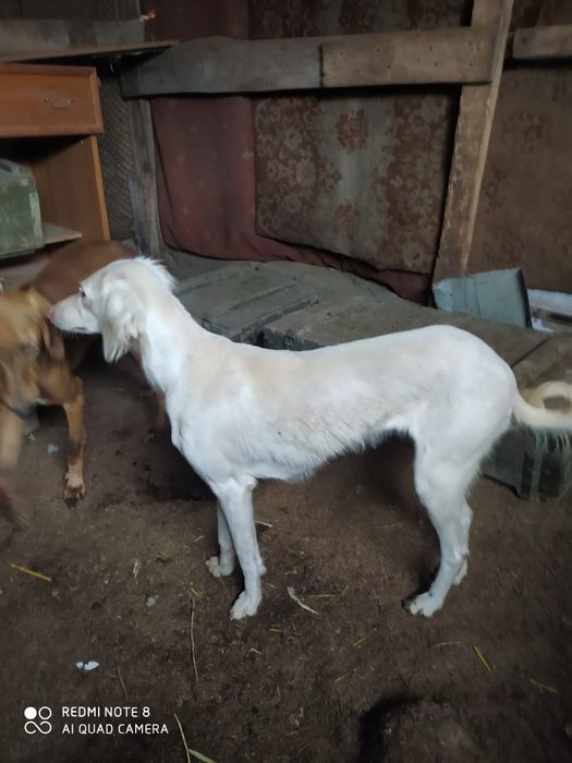 Продам тазы топ .