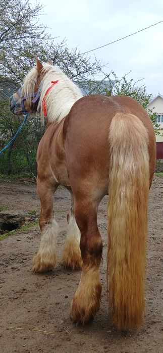 Armasar blând 4 ani