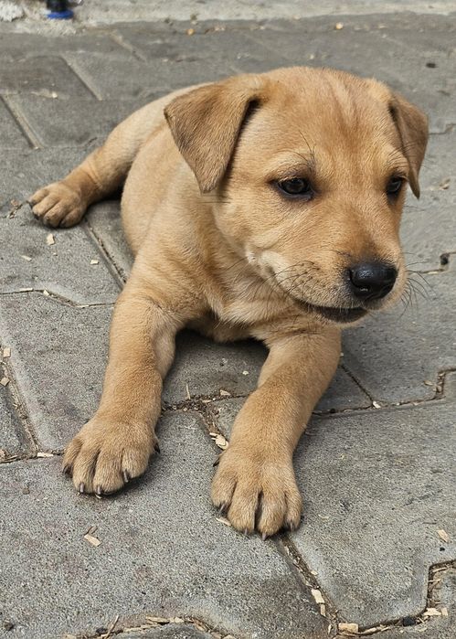 Adopții catei -donații