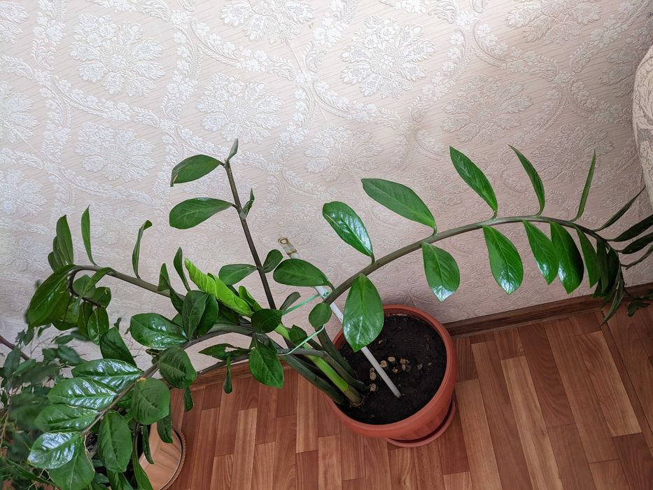Домашнее растение в горшке.