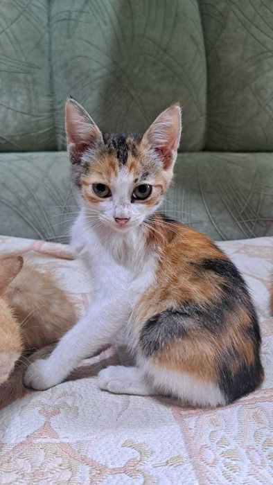 Котята ищут добрые руки