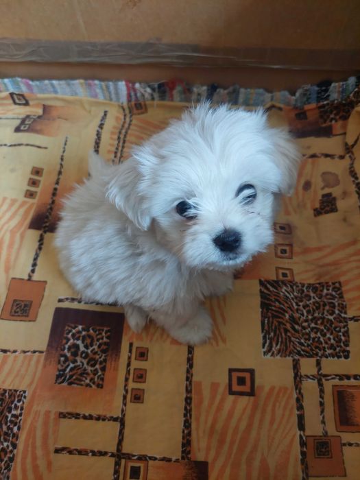 Bichon Havanez(băiat)