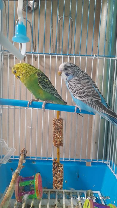 Попугаи волнистые