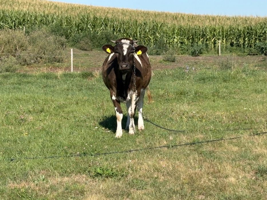 Vînd vițică gestantă