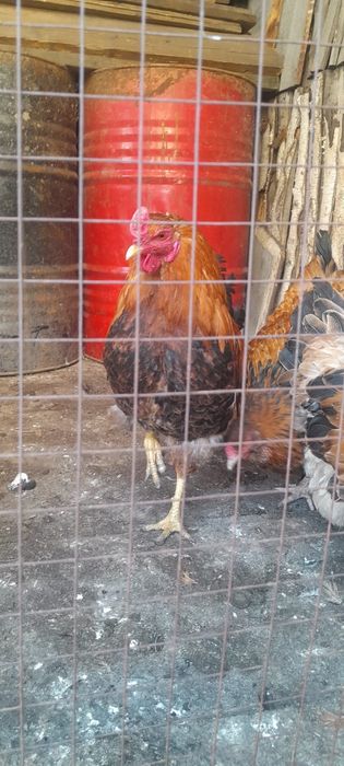 Яйцо Яйцо Яйцо куриное