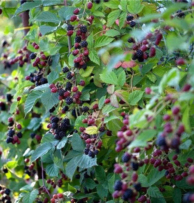 Къпина без бодли