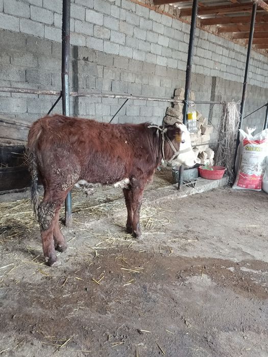 Бузау сатылады аа