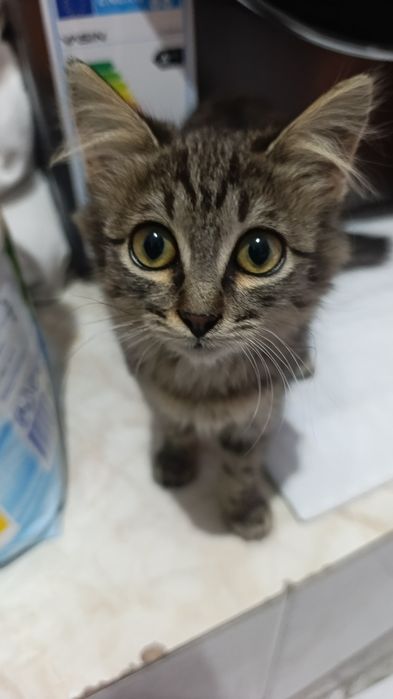 Кошечка, в добрые заботливые руки
