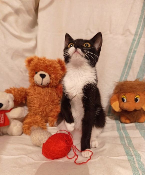 Котенок Муиза (Музя) девочка 5месяцев