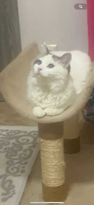 Кошка- компаньон