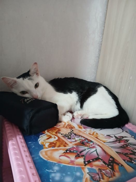 Котик отдам в хорошие руки