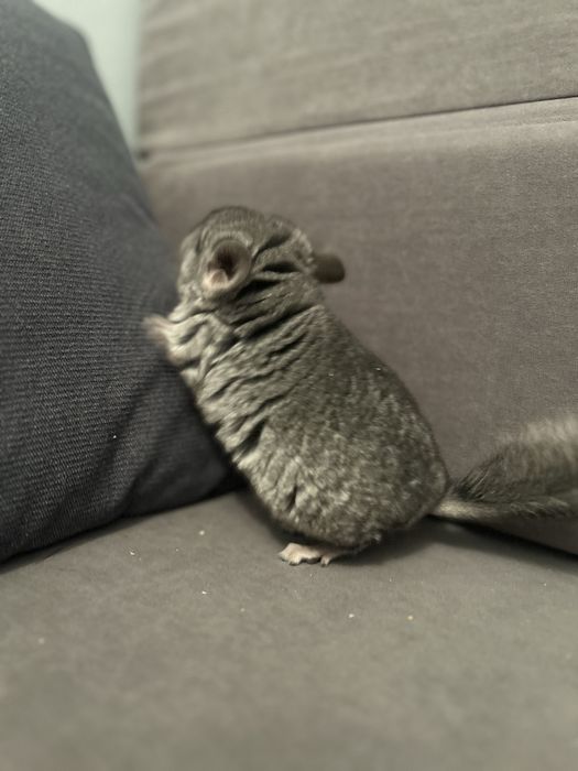 Шиншилла малыш, ручная