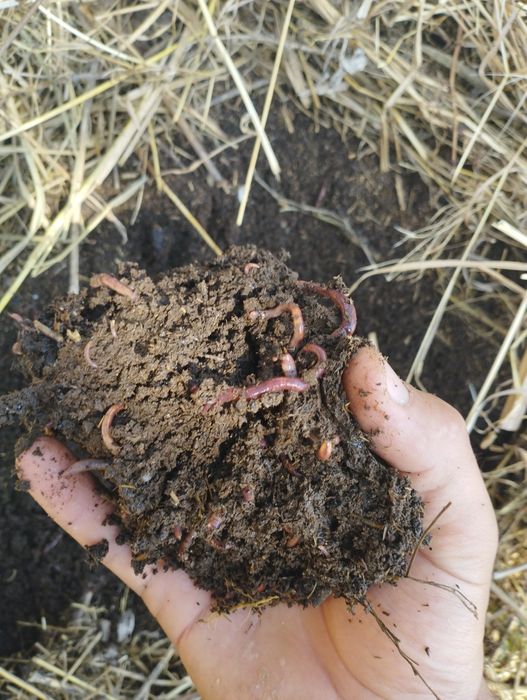 Тоза Калифорния е́мгир чувалчанглари