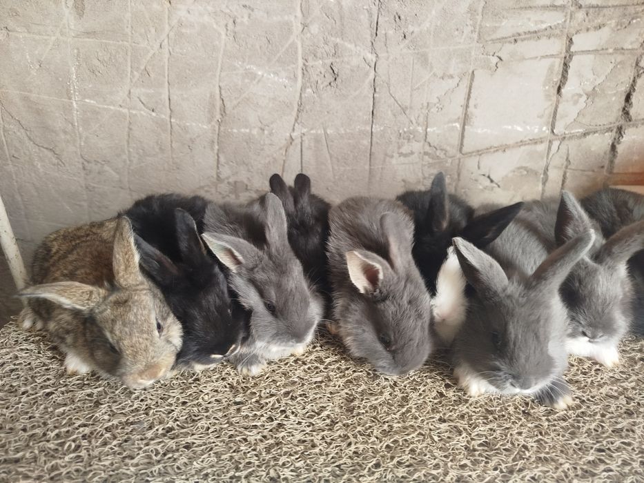 Quyon sotilad srocni pul zarl