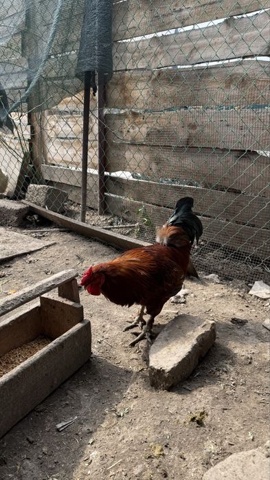 Молодые петушки , отлично топчат кур