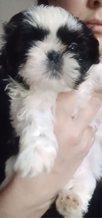 Лучшие Ши-тцу малыши