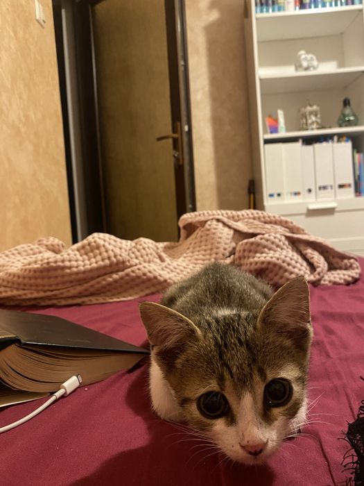 Petsitter Petwalker Galati