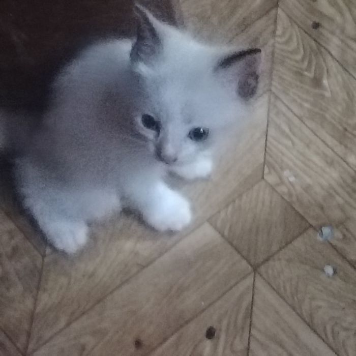 4котенка.отдаем даром